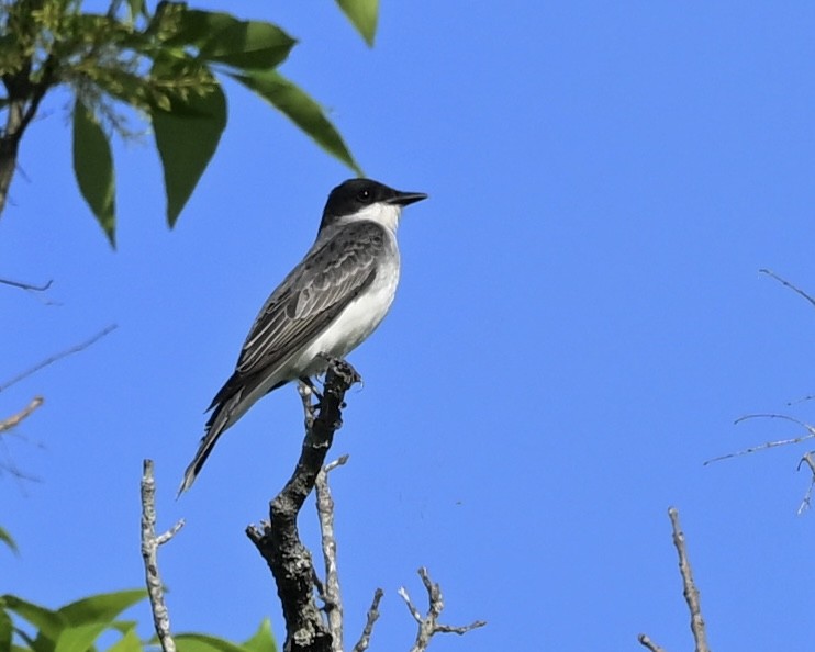 Eastern Kingbird - Joe Wujcik