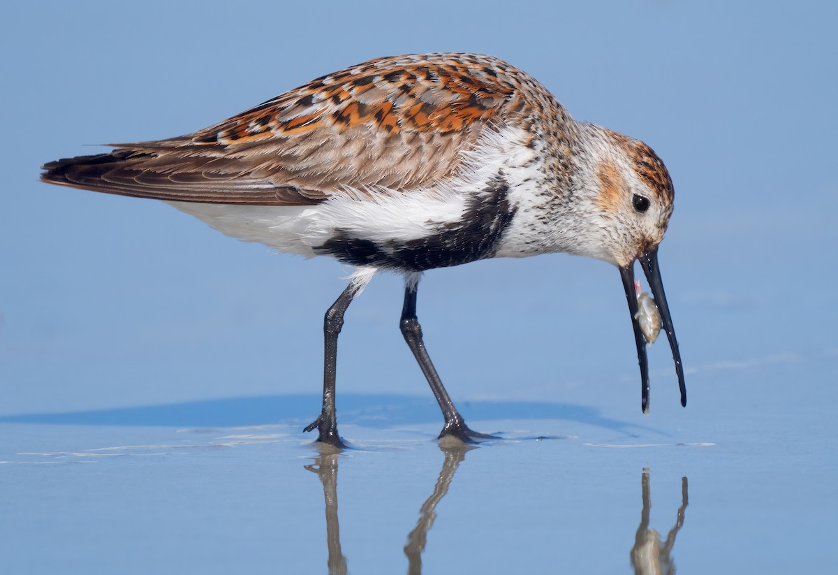 Dunlin - Mark Chappell