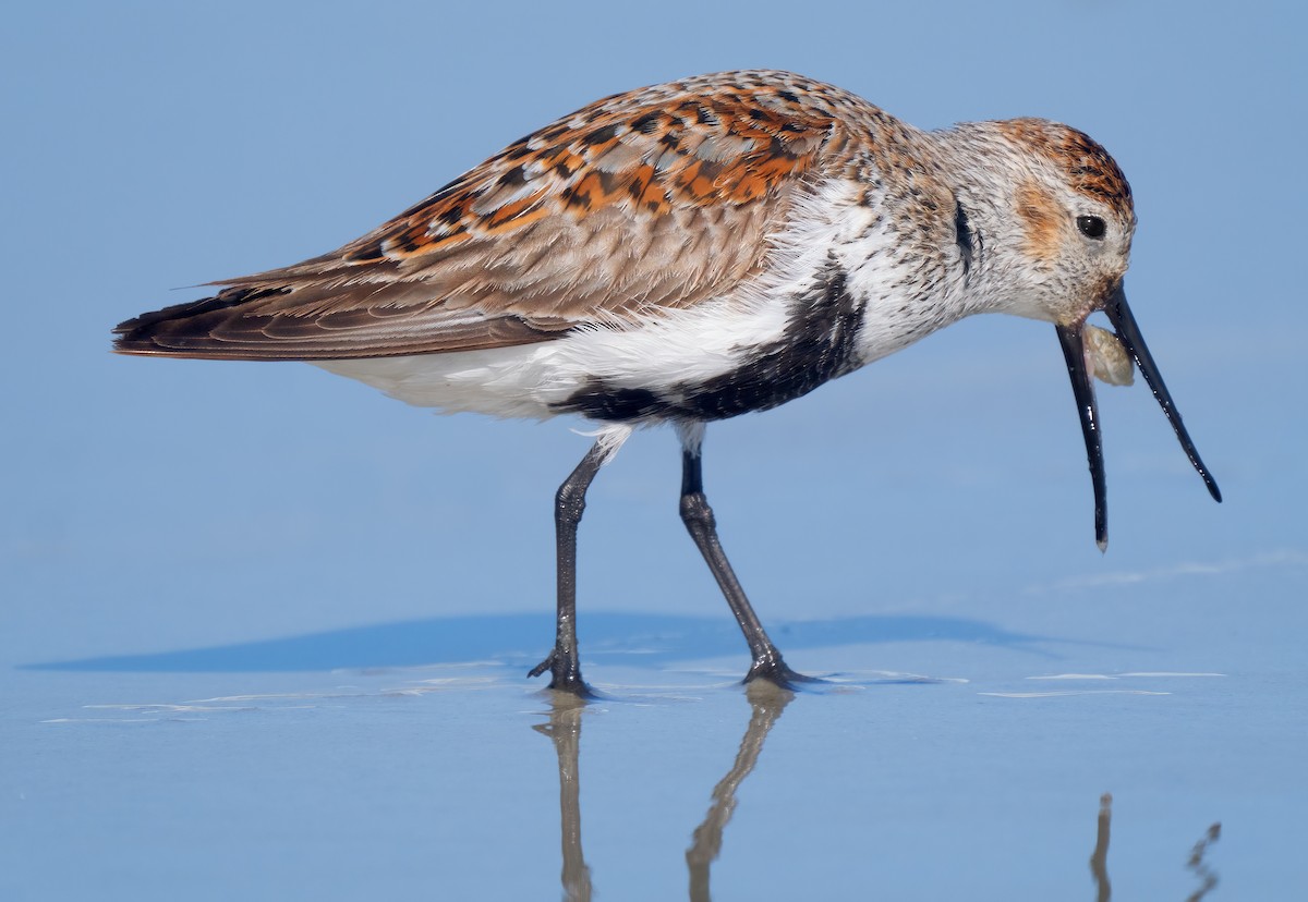 Dunlin - Mark Chappell