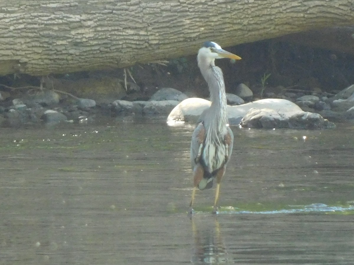 Great Blue Heron - Billy Falls