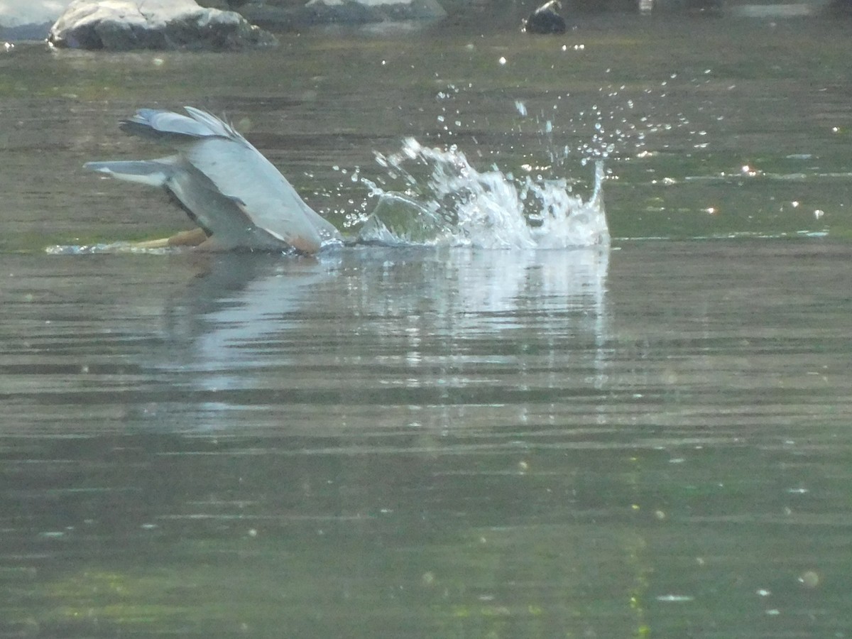 Great Blue Heron - Billy Falls