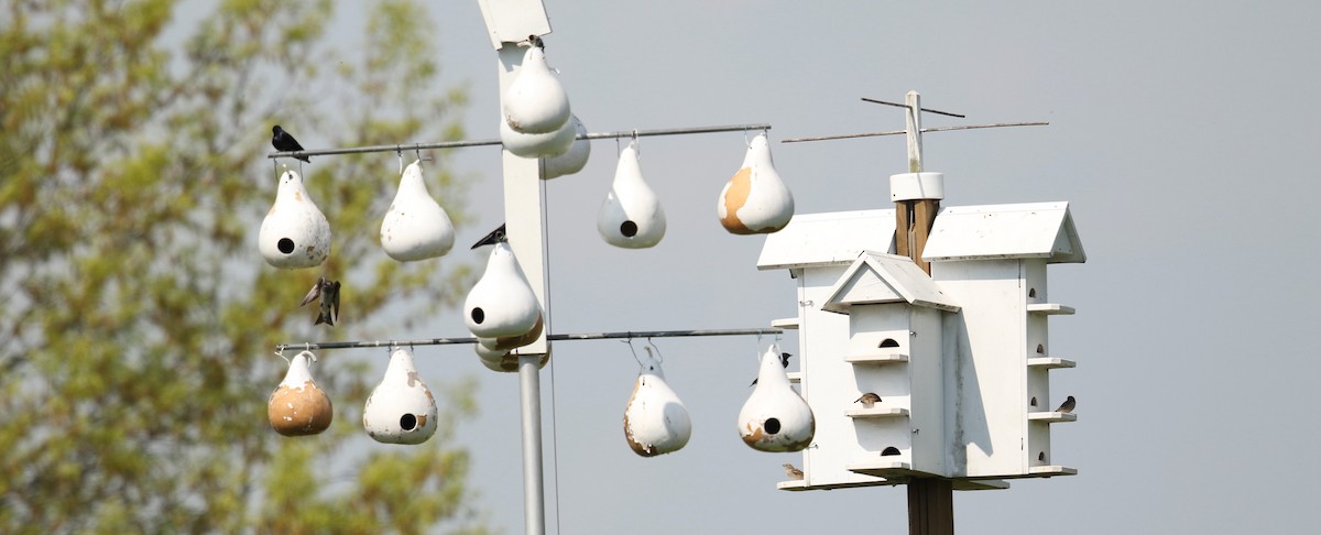 Purple Martin - Michael Lyman