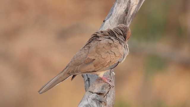 Tórtola Senegalesa - ML618265364