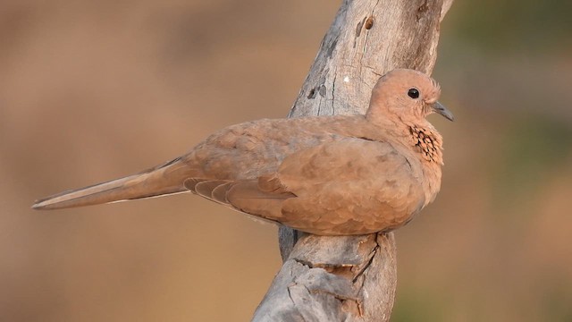 Tórtola Senegalesa - ML618265367