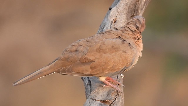 Tórtola Senegalesa - ML618265368