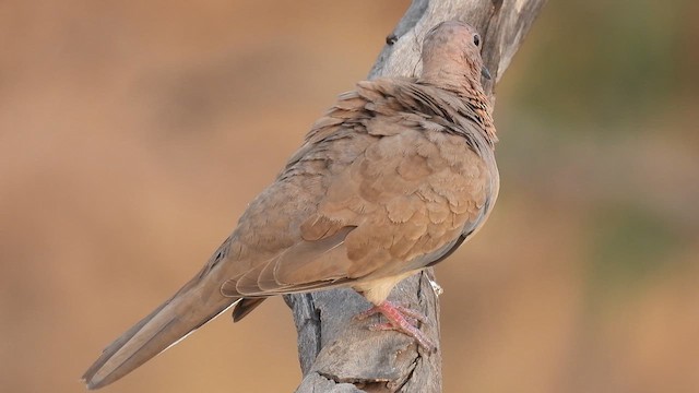 Tórtola Senegalesa - ML618265372