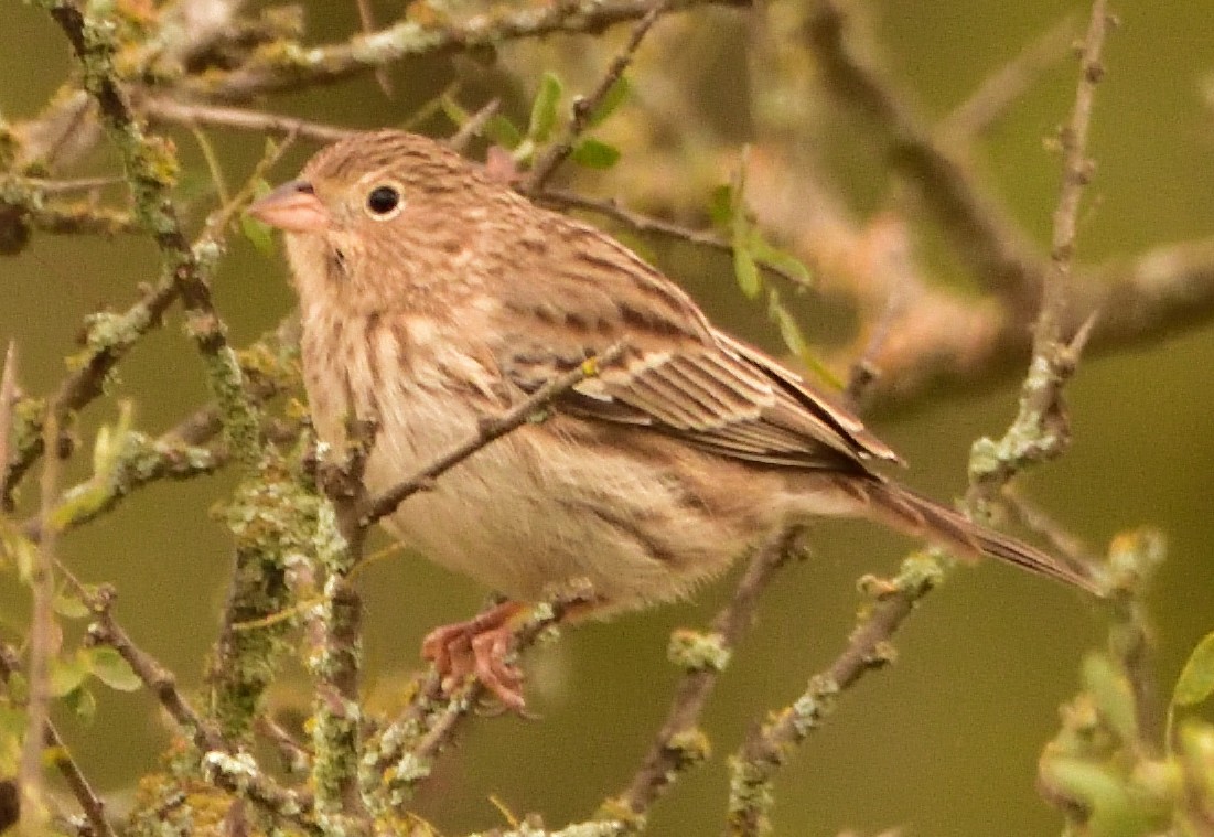 Carbonated Sierra Finch - Maximiliano Fontana Kriger