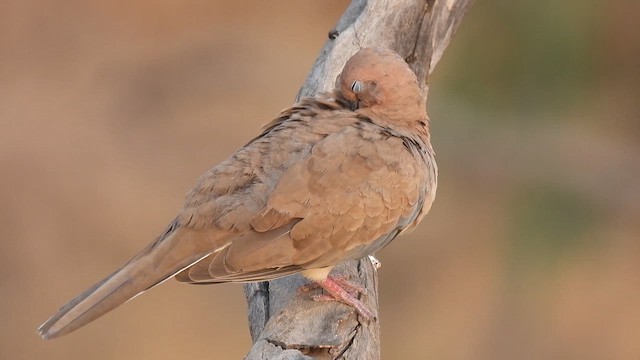 Tórtola Senegalesa - ML618265377