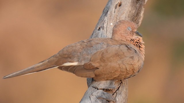 Tórtola Senegalesa - ML618265381