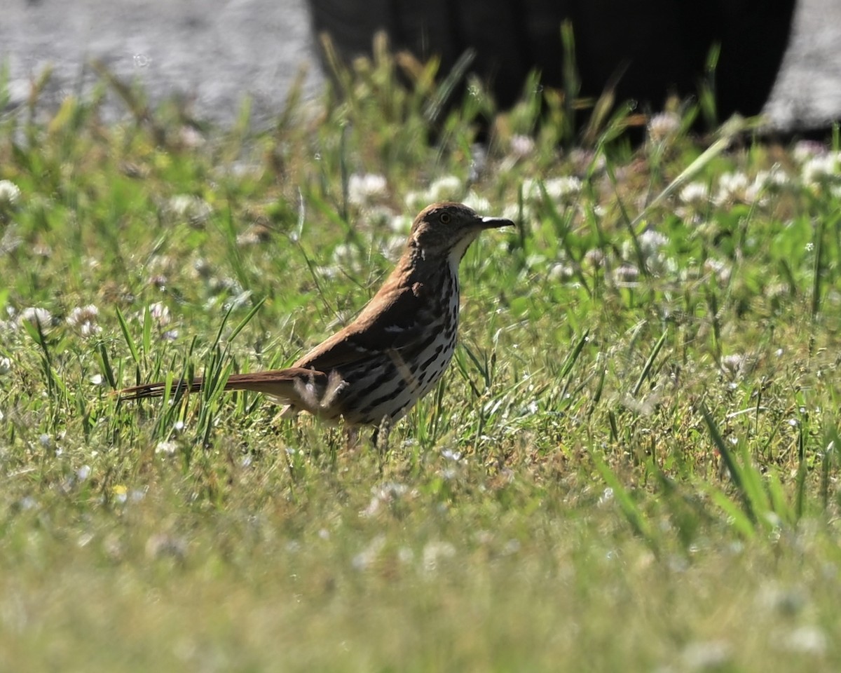 Brown Thrasher - Joe Wujcik