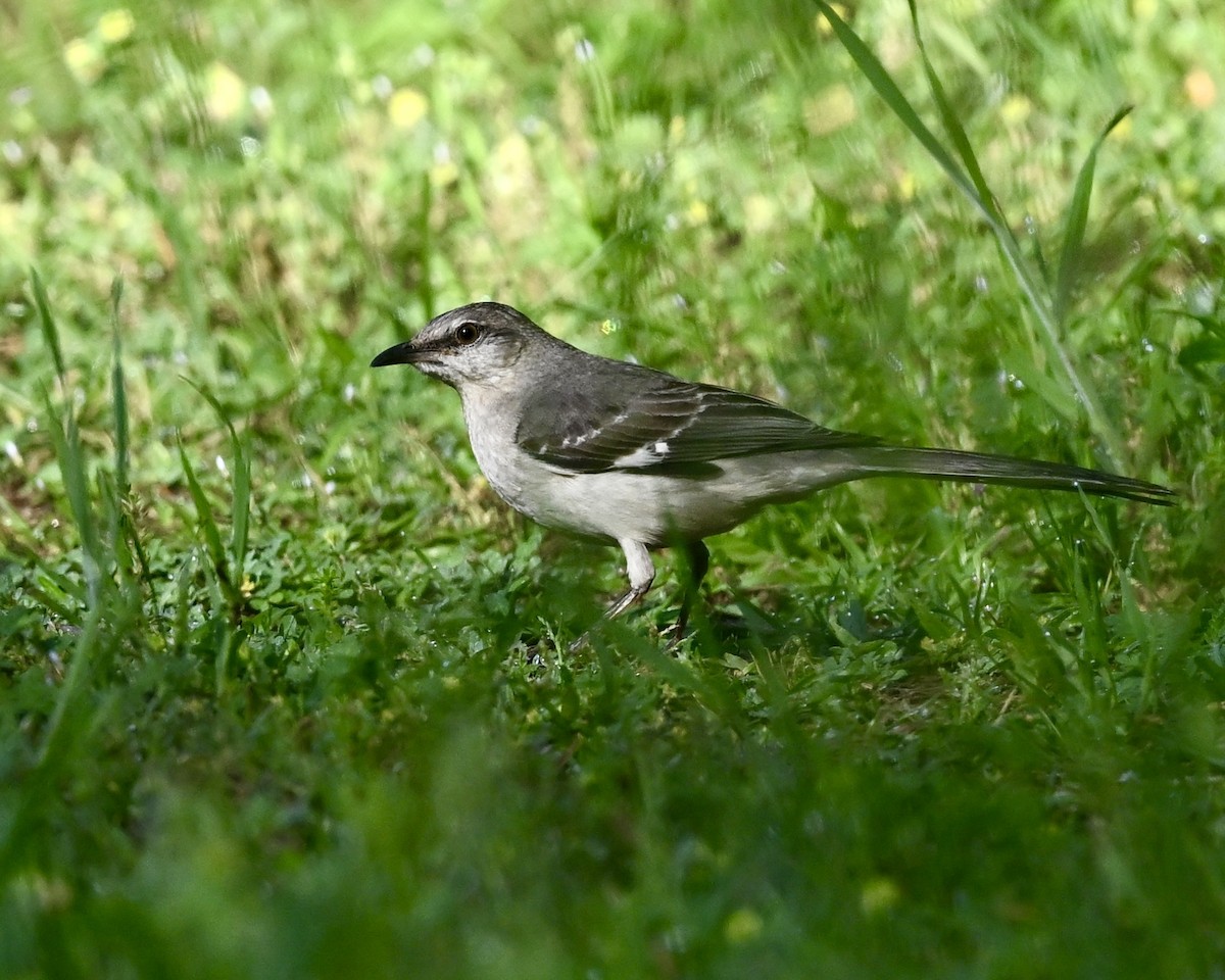 Northern Mockingbird - ML618265406