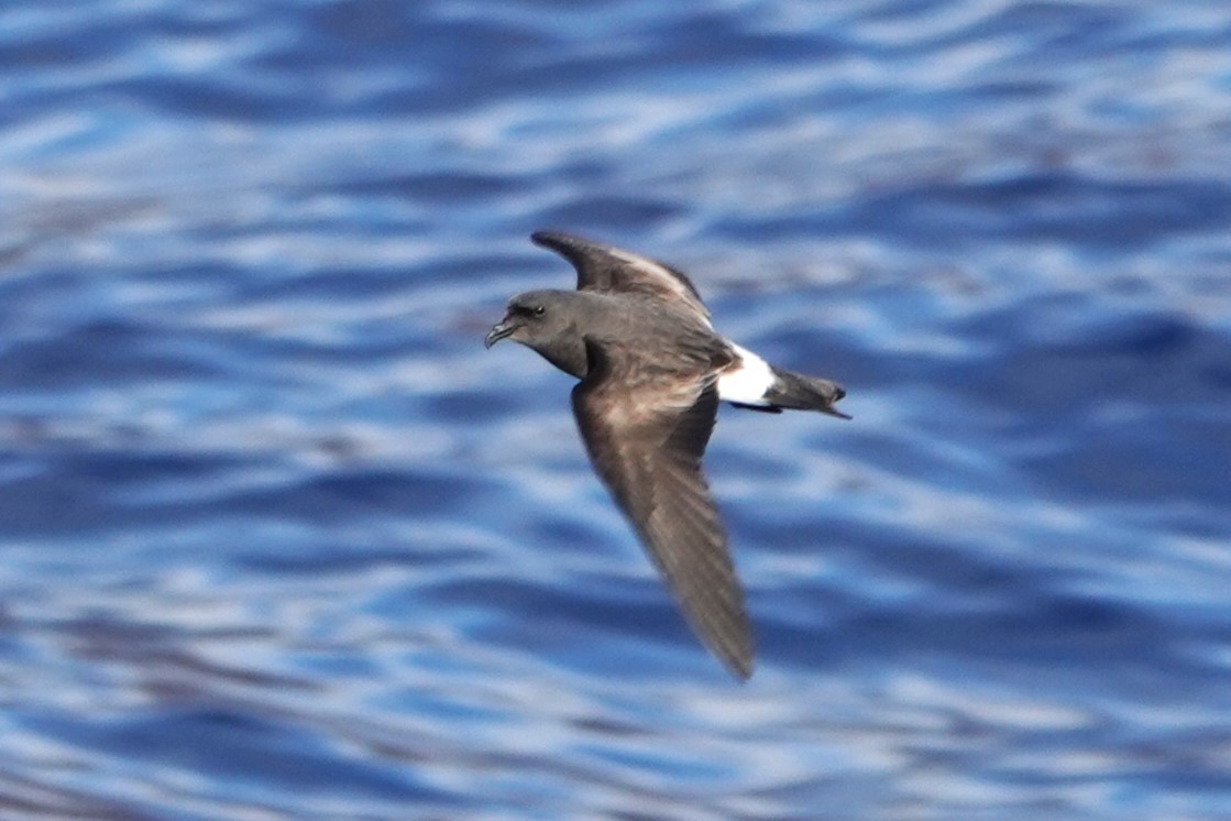 Band-rumped Storm-Petrel - Karen Thompson