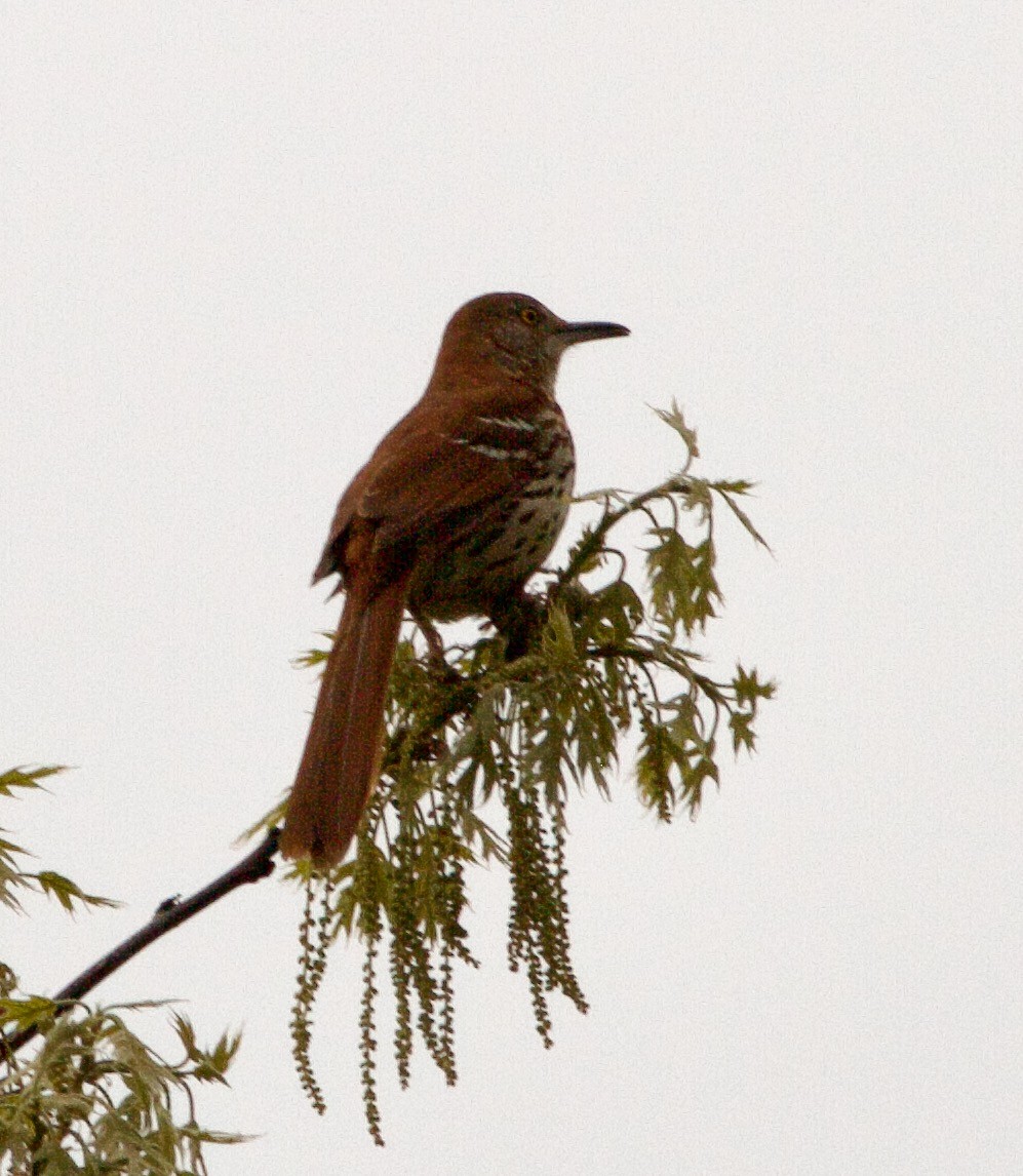 Brown Thrasher - Michael Lyman