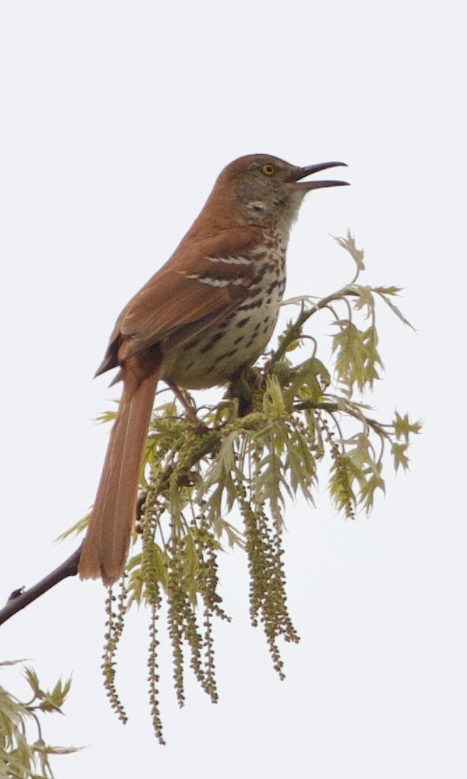 Brown Thrasher - Michael Lyman