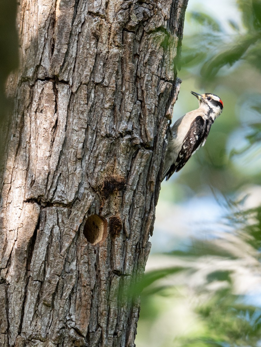 Downy Woodpecker - Chloe Cheng