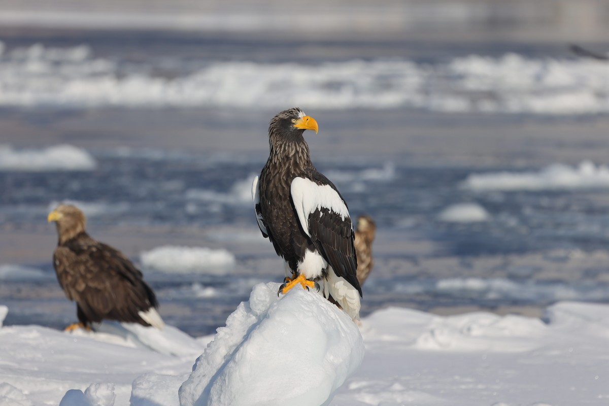 Steller's Sea-Eagle - Chih-Wei(David) Lin