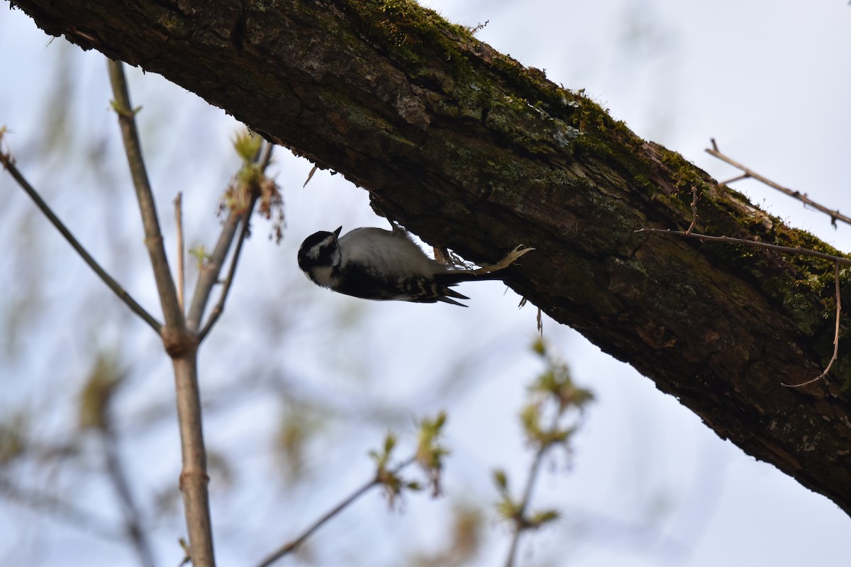 Downy Woodpecker - Nancy Lance