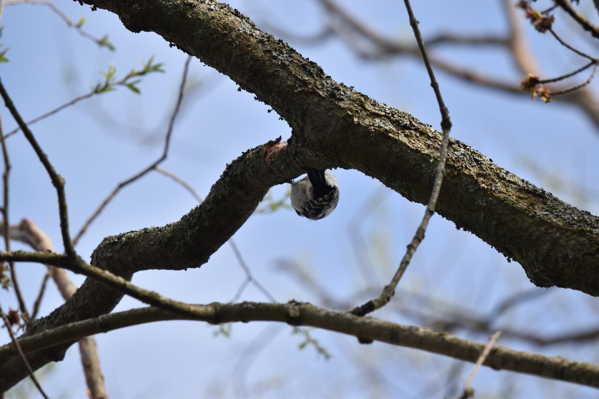 Downy Woodpecker - Nancy Lance