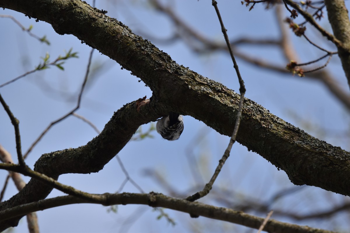 Downy Woodpecker - Nancy Lance