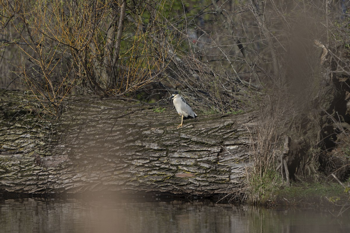 Black-crowned Night Heron - Kyle Arpke