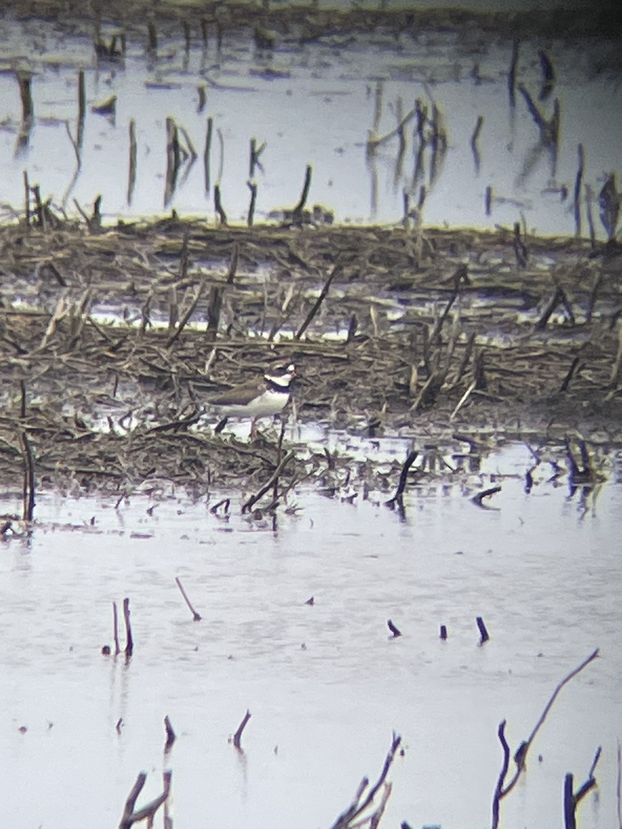 Semipalmated Plover - Katrina Theisen