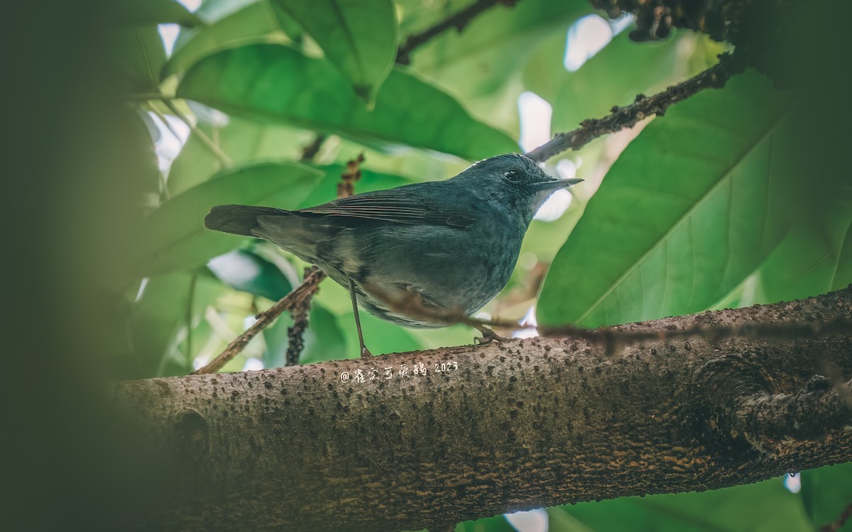 Blackthroat - 雀实可爱 鸦