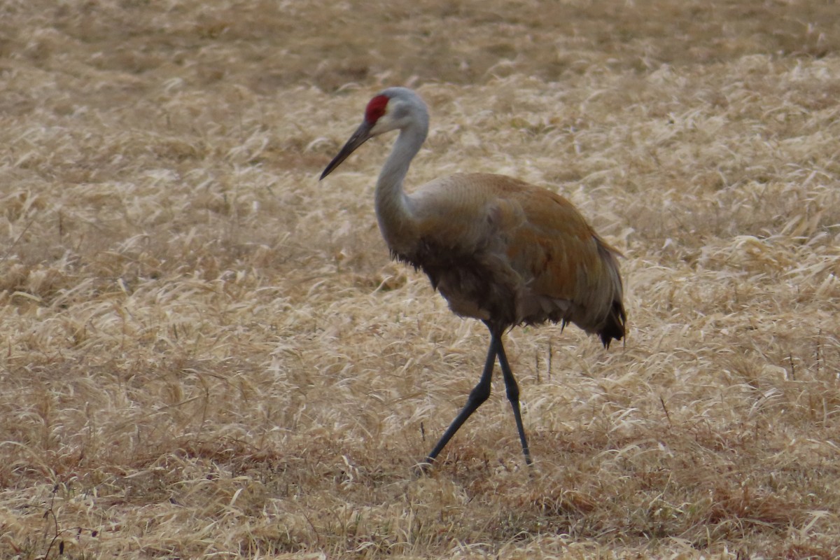 Sandhill Crane - Sylvie Gagnon