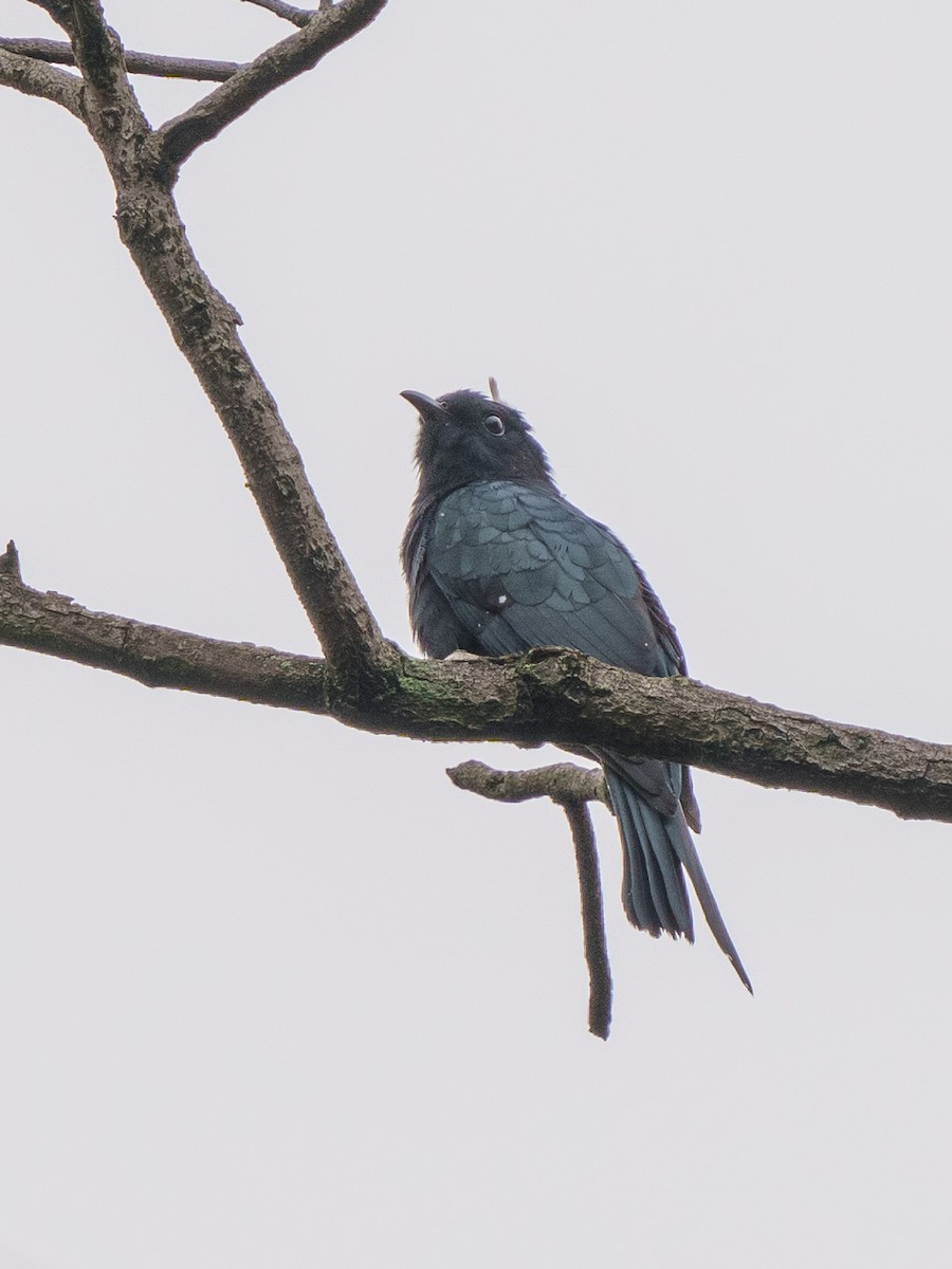 Square-tailed Drongo-Cuckoo - 雀实可爱 鸦