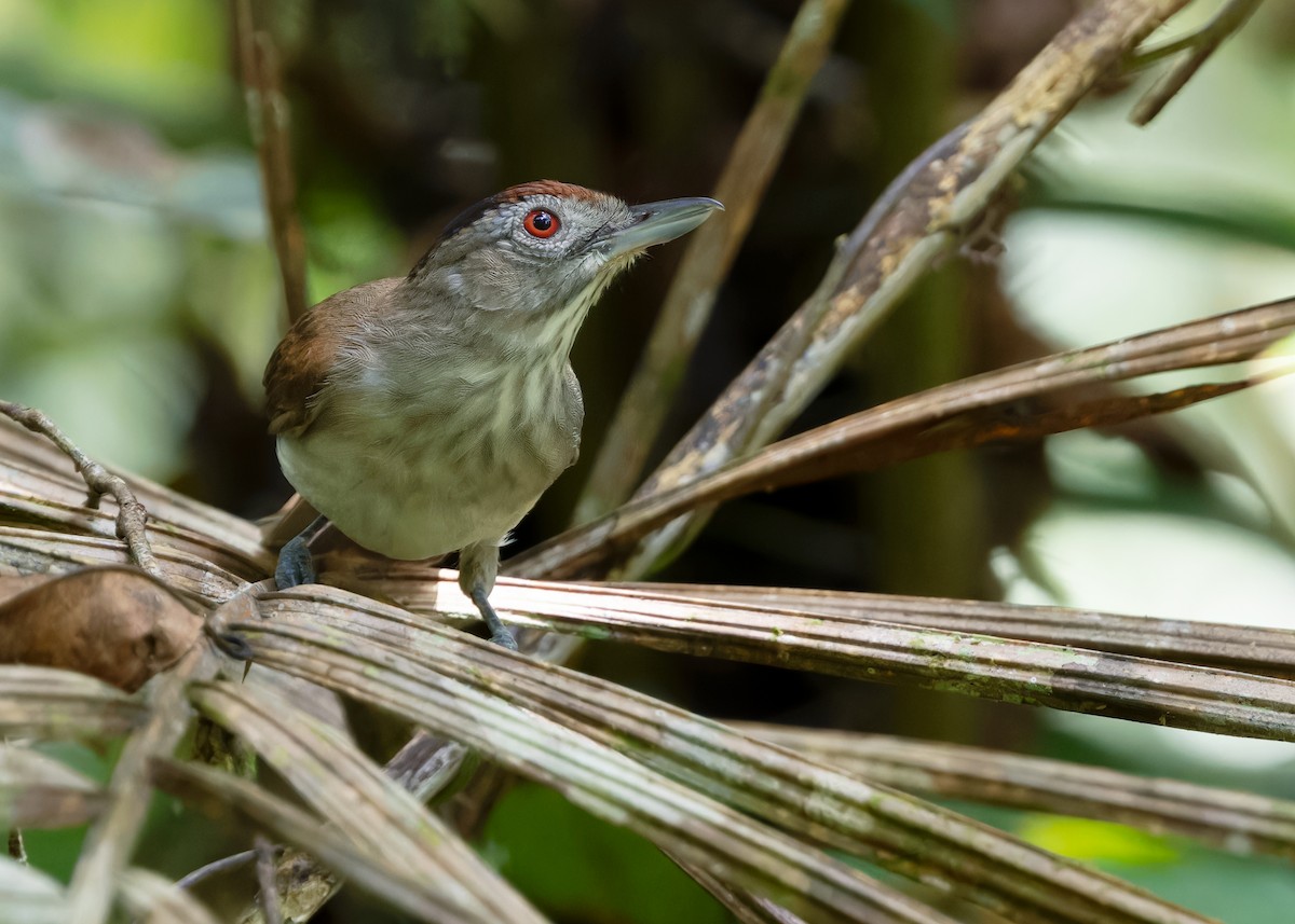 Rufous-crowned Babbler - ML618265576