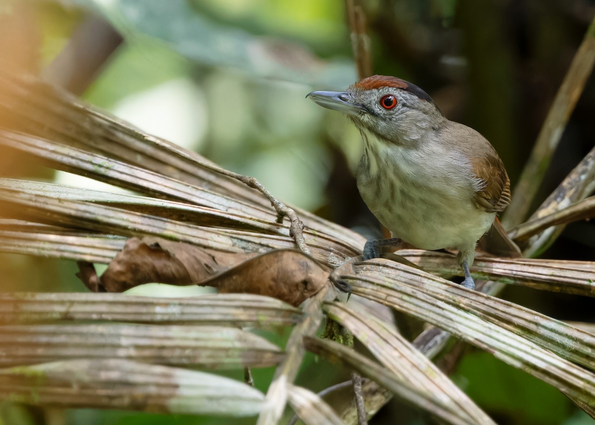 Rufous-crowned Babbler - ML618265578