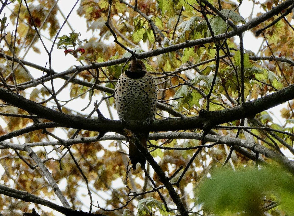 Northern Flicker - ML618265579