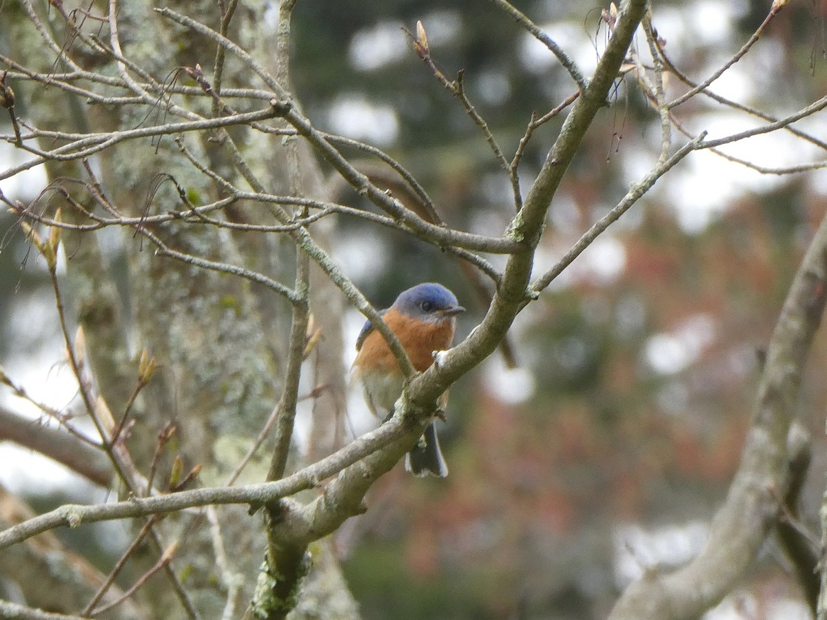 Eastern Bluebird - ML618265585