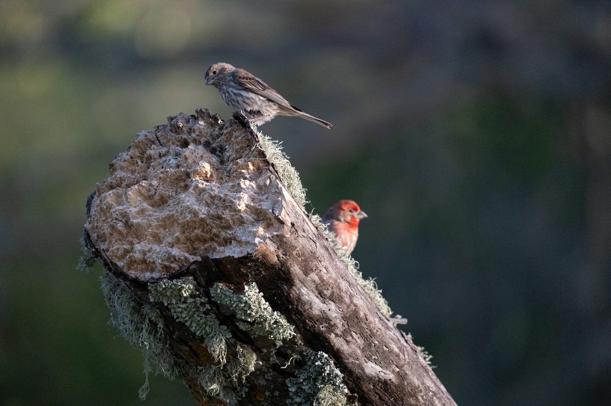 House Finch - Chloe Cheng