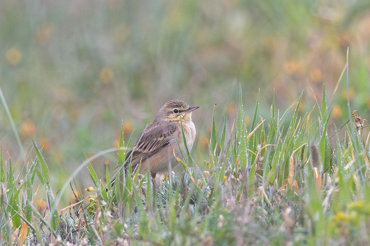 Tawny Pipit - ML618265606