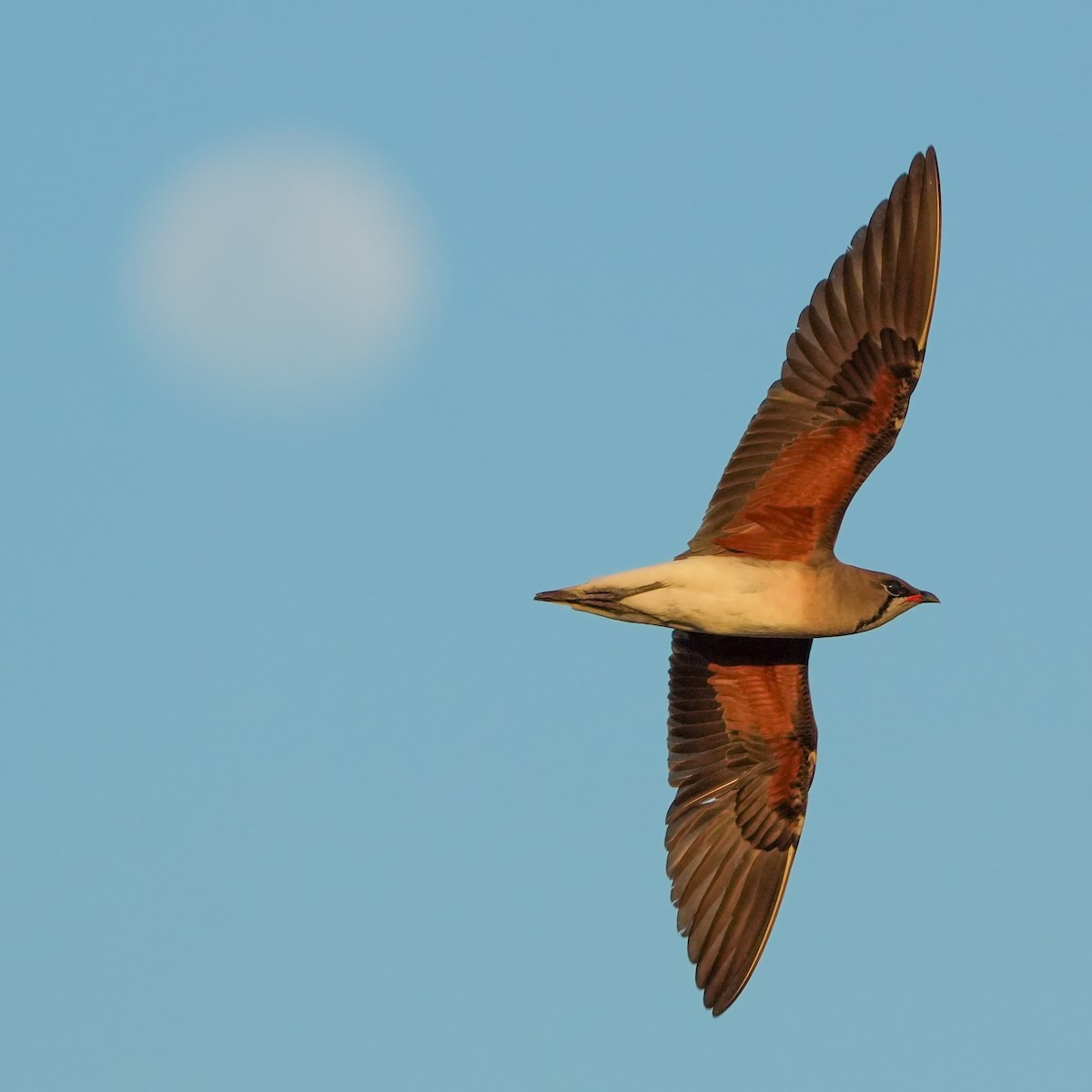 Oriental Pratincole - TJ Byrd