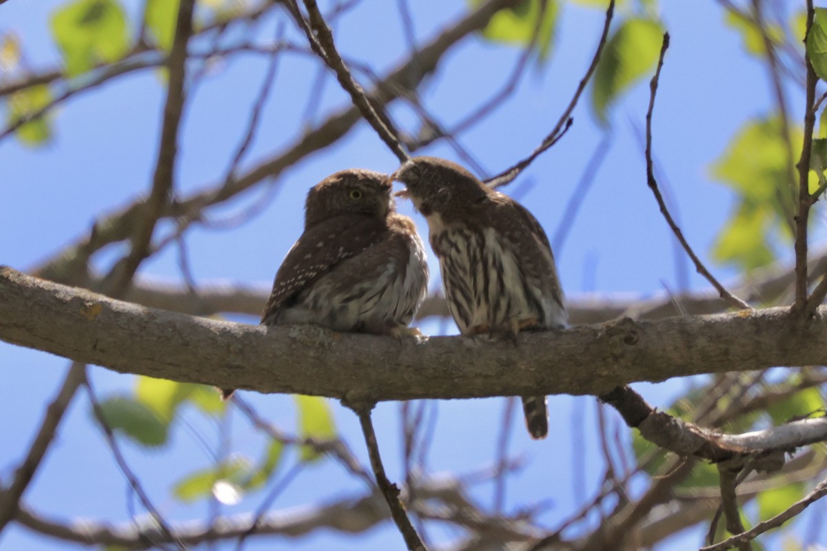 Northern Pygmy-Owl - Ann Stockert