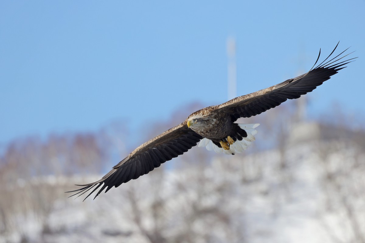 White-tailed Eagle - Chih-Wei(David) Lin