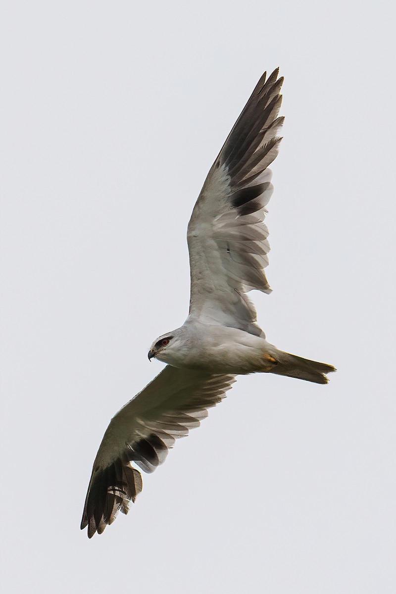 Black-winged Kite - Zongzhuang Liu