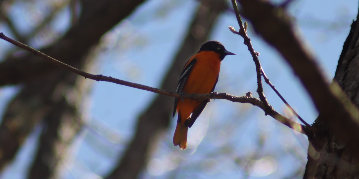 Baltimore Oriole - BJ dooley