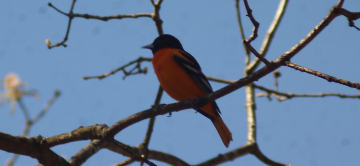 Baltimore Oriole - BJ dooley