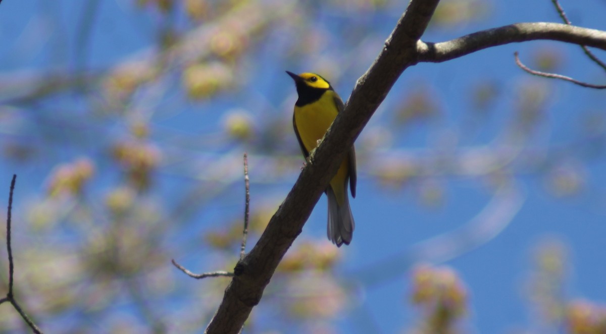 Hooded Warbler - BJ dooley