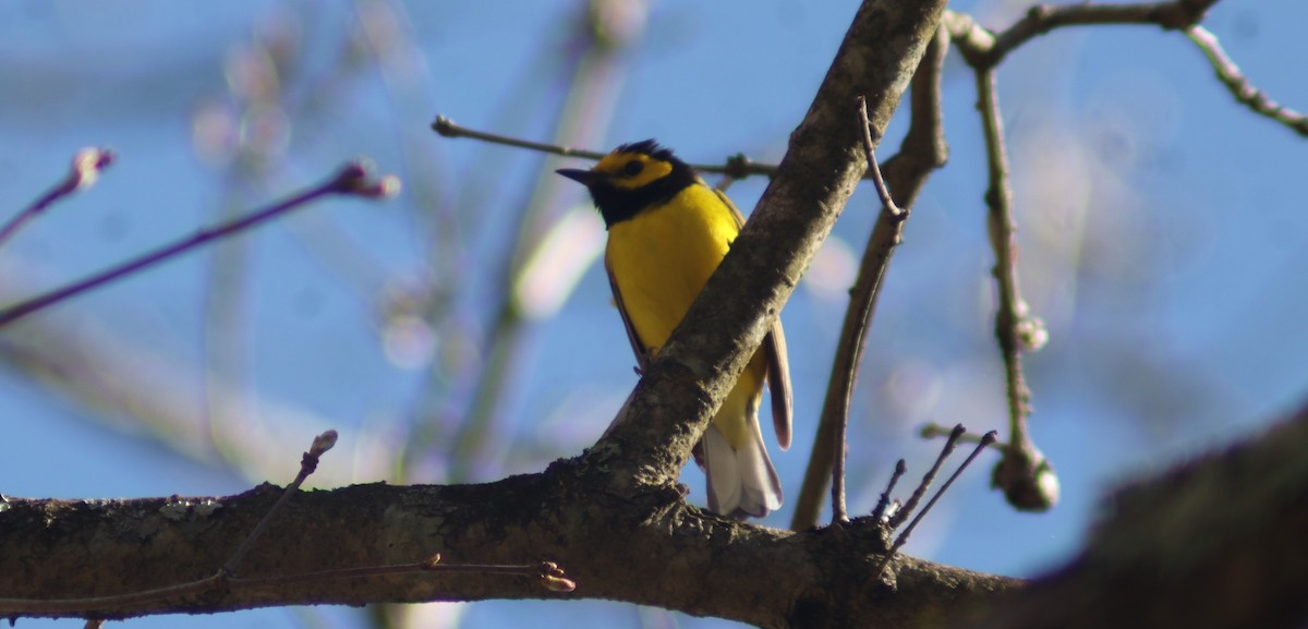 Hooded Warbler - BJ dooley