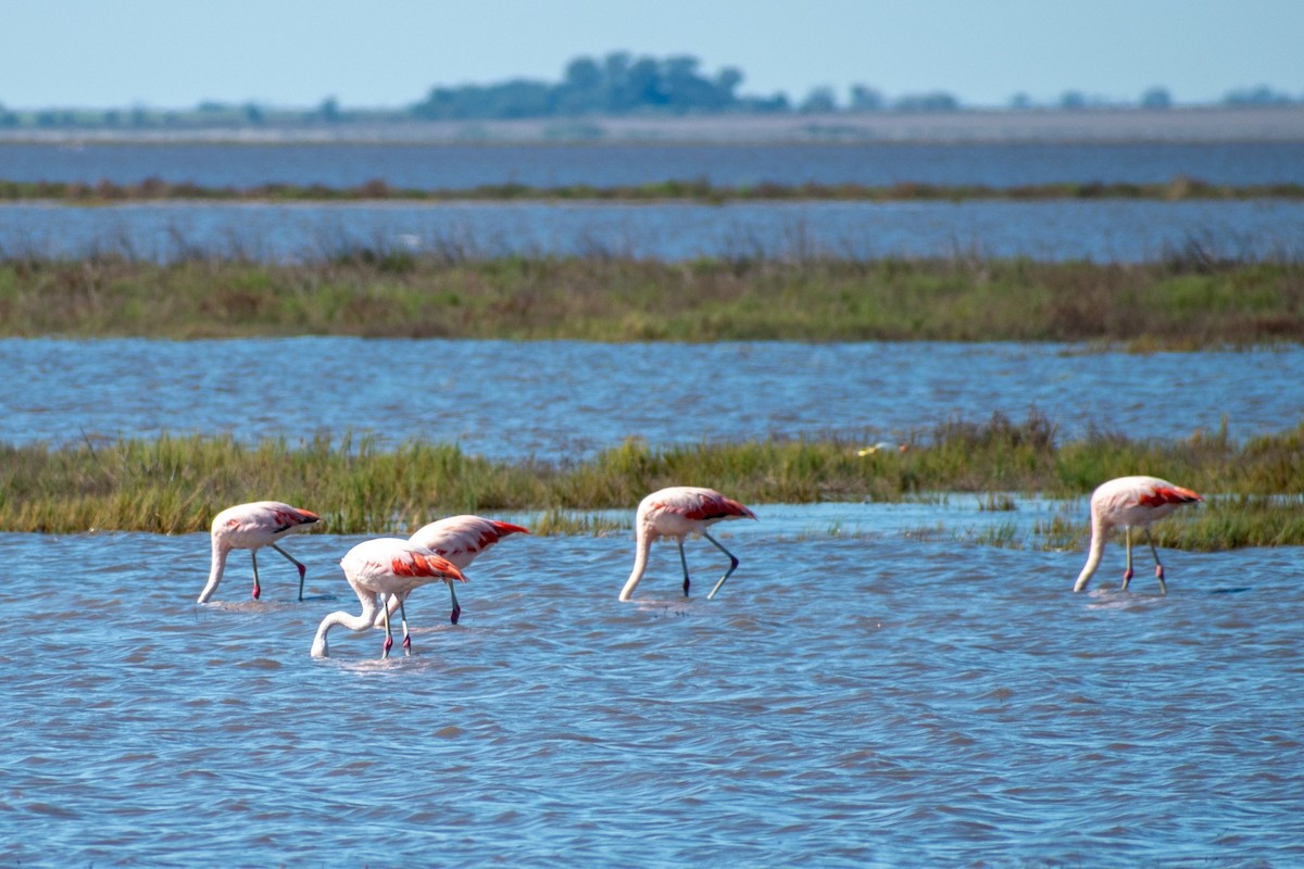 Chilean Flamingo - ARIEL ROTONDO