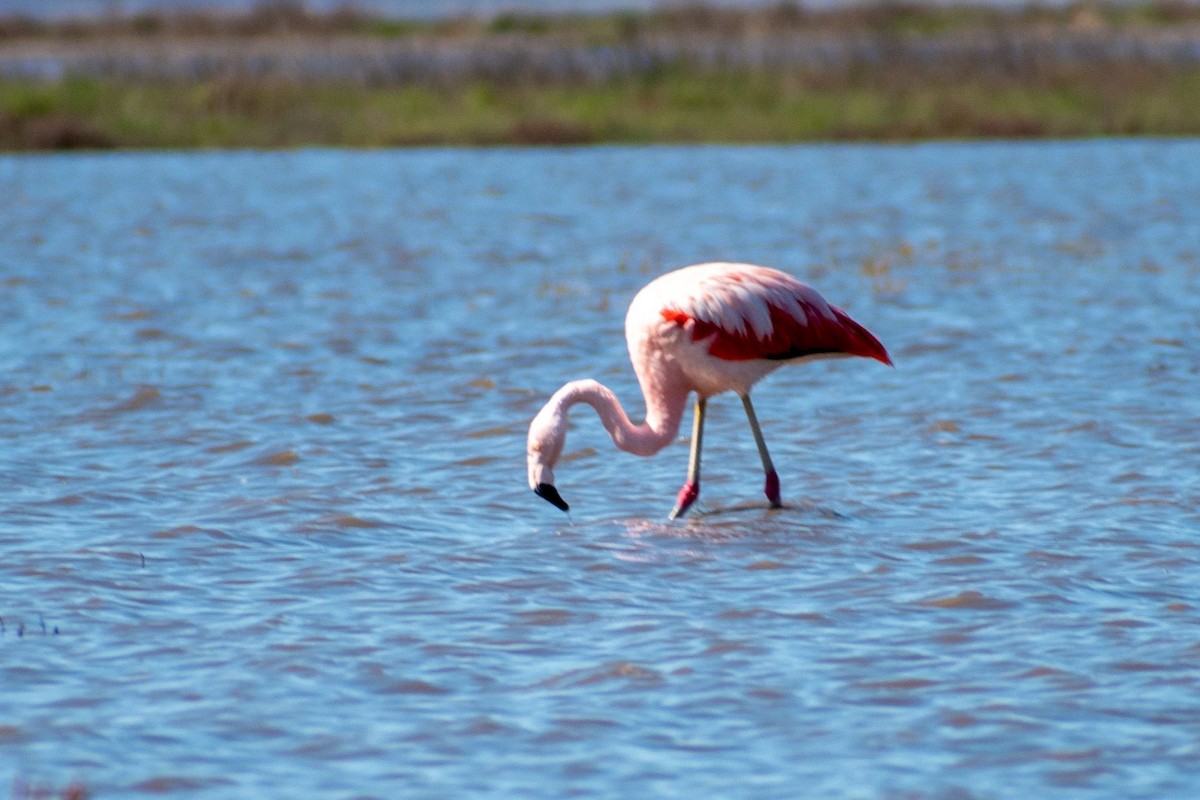 Chilean Flamingo - ARIEL ROTONDO