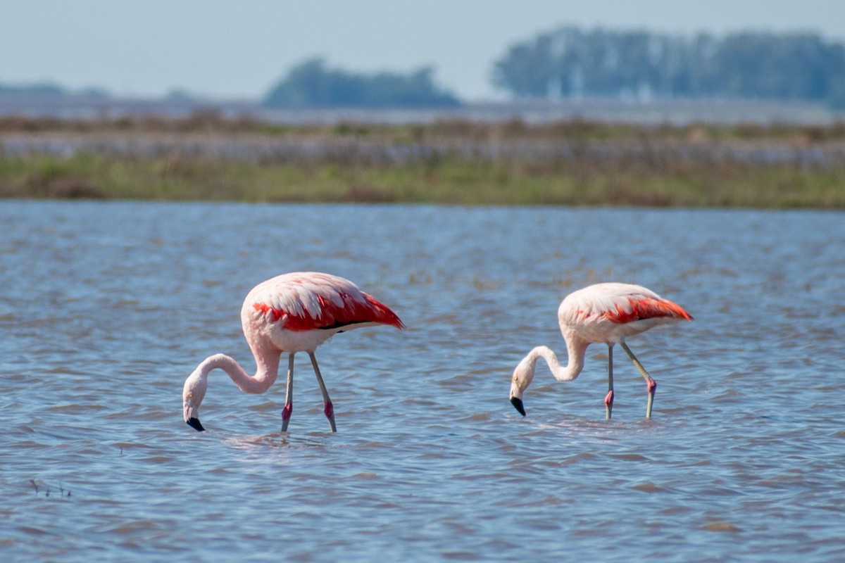 Chilean Flamingo - ARIEL ROTONDO