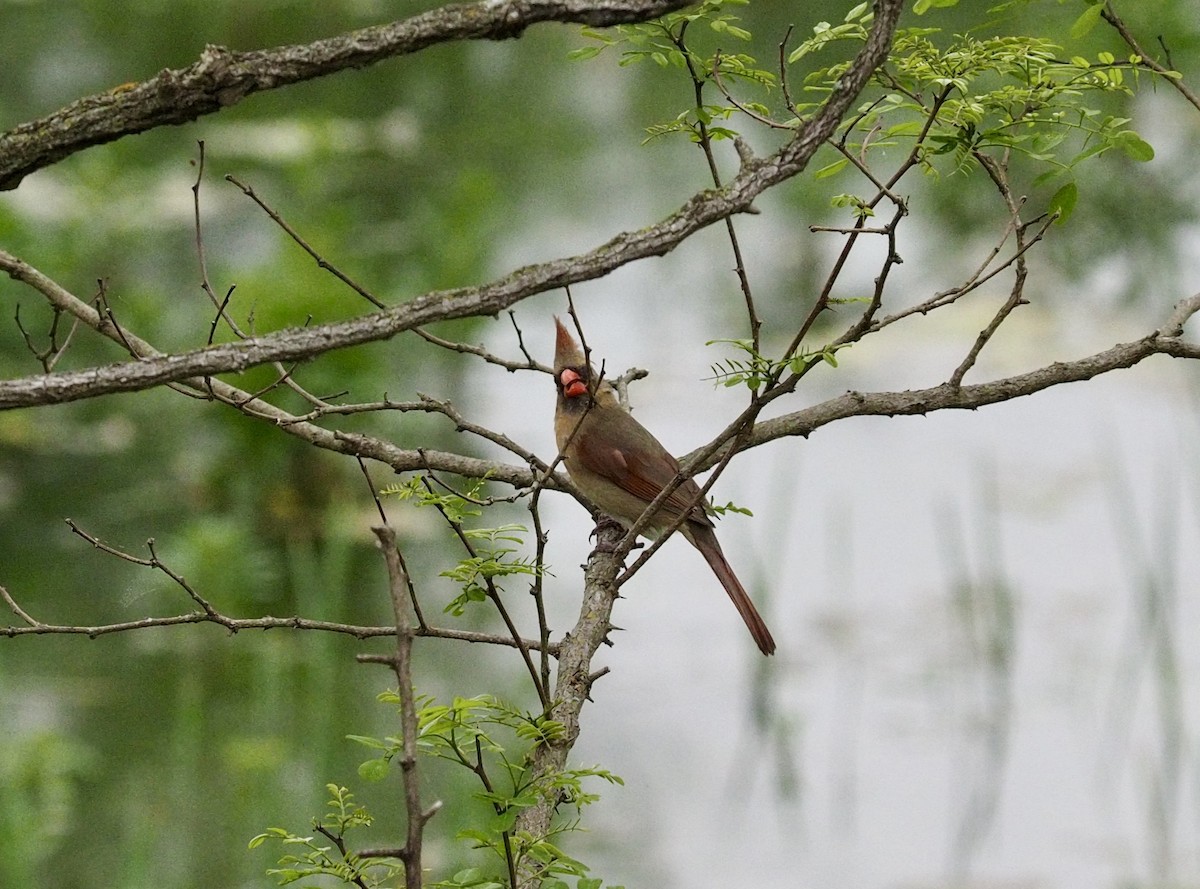 Northern Cardinal - Kerry Carmichael