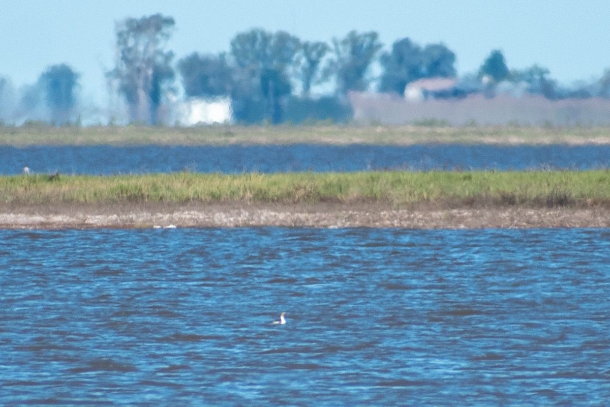 Silvery Grebe - ARIEL ROTONDO