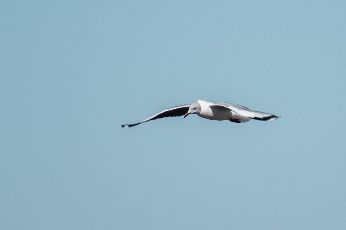 Gray-hooded Gull - ARIEL ROTONDO