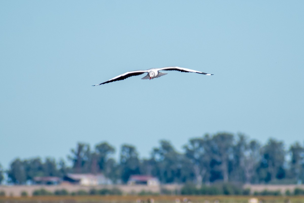 Gray-hooded Gull - ML618265758