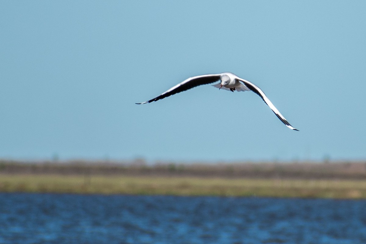 Gray-hooded Gull - ARIEL ROTONDO